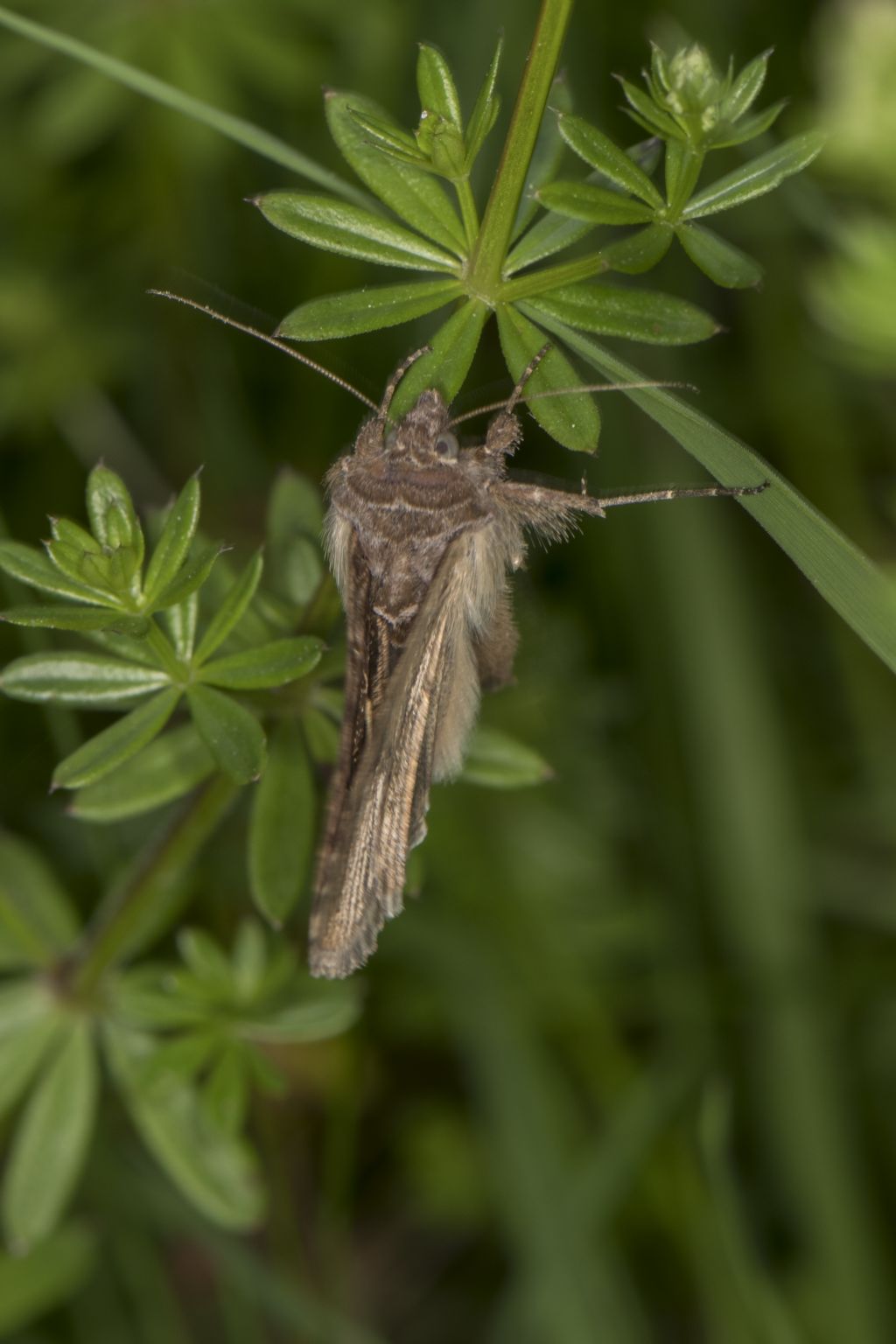 Noctuidae: Autographa gamma